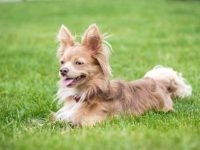 长毛吉娃娃要多少钱一只?(长毛吉娃娃的的寿命大约是多少年)