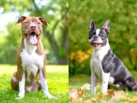 什么是波士顿梗比特犬混种?(波士顿梗斗牛犬杂交的起源和历史)