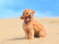 比熊幼犬长大后会变色吗?(怎么判断比熊纯不纯)