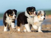 澳大利亚牧羊犬会与其他宠物争夺空间吗?