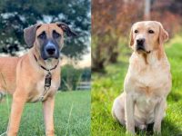 什么是黑嘴狗拉布拉多混种,有什么样貌特征和生活习性?