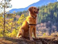 加拿大金毛幼犬要多少钱一只?(加拿大金毛猎犬的寿命有多长)