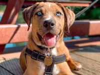 卡塔胡拉澳牧混种多少钱一只?(卡塔胡拉澳牧杂交的寿命有多长)