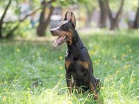 什么是蓝色杜宾犬?长什么样子?