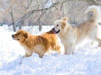 一只英系金毛和美系金毛多少钱一只?(金毛英系贵还是美系贵?)