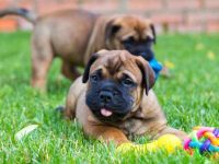 斗牛獒是好的家庭犬吗?公的还是母的适合陪伴孩子?