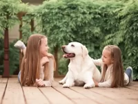 拉布拉多犬是好的护卫犬吗?(公的还是母的适合陪伴孩子)