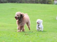 法国贵宾犬多少钱一只,你买贵了吗?