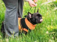 盘点有关法国斗牛犬救援领养的10个地点