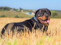 罗威纳犬长大有多少斤?(罗威纳犬的理想体重)