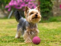 如何计算约克夏犬的人类年龄?(让约克夏犬活的更长寿的3个技巧)