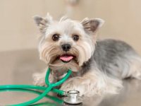 约克夏的寿命是多少年?(影响约克夏寿命的五大因素)