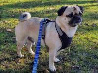 复古哈巴狗要多少钱一只?(复古哈巴狗的优点和缺点)