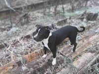 什么是黑白比特犬?外观特征长什么样?