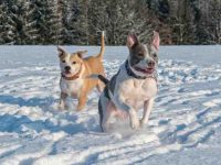 雄性斗牛犬与雌性斗牛犬有什么区别,公的好还是母的好?