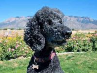 黑色贵宾犬要多少钱一只,成年后能长多大?