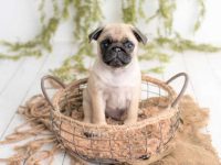 盘点全球出售高质量哈巴狗的十大排名地点