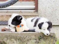 什么是迷你边境牧羊犬,长什么样子?