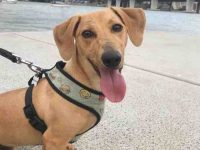 杰克罗素梗犬和腊肠犬混种的性格特点怎么样,寿命有多长?