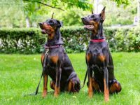 盘点有关杜宾犬最佳的10个救援领养地点