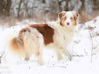 什么是红陨石色澳大利亚牧羊犬,外观长什么样?