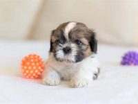 西施幼犬要多少钱一只?(饲养西施犬每月的成本花费)