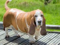 如何测量巴吉度猎犬的身高?(测量巴吉度身高体长的四个简单步骤)