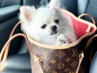 茶杯博美犬要多少钱一只,有什么优点和缺点?