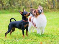 蝴蝶犬能看家门吗?(雄性蝴蝶犬还是雌性更适合家庭伴侣?)