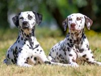 雄性斑点狗还是雌性斑点狗更适合护卫犬?