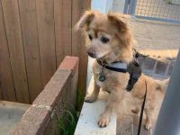 蝴蝶犬和腊肠犬混种的外观特征长什么样,寿命有多长?