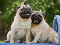 雄性哈巴狗与雌性哈巴狗有什么区别,公的好还是母的好?