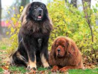 藏獒最大能长到多少斤?(藏獒的生长曲线和平均体重图表)