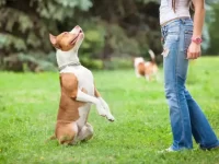 养斗牛犬公好还是母犬好?哪种更适合家庭吗?