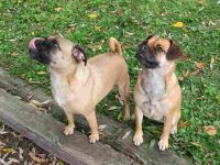 什么是复古哈巴狗?(复古哈巴狗的历史和起源)