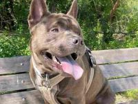 斗牛犬松狮犬混种幼犬要多少钱?(斗牛犬和松狮犬杂交的优缺点)