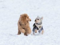 什么是梗犬贵宾犬混种?(梗犬贵宾犬杂交的起源和历史)