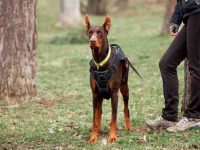 什么是红色杜宾犬?(红色杜宾犬的外观特征)