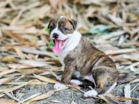 比特犬要多少钱一只?(饲养比特犬每月的成本花费)