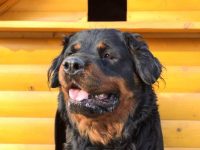 什么是长毛罗威纳犬?(长毛罗威纳犬的外观特征)