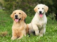 金毛寻回犬的食量有多大?有什么不能吃