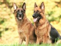 纯种德国牧羊犬要多少钱一只?