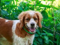 布列塔尼猎犬是雄性还是雌性适合家庭,优点有那些?