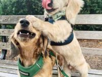 纯种英国奶油腊肠犬要多少钱,寿命有几年?