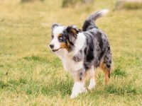 澳大利亚牧羊犬天生就有尾巴吗?