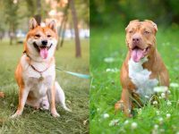 什么是柴犬斗牛犬混种?(柴犬斗牛犬杂交的历史和起源)