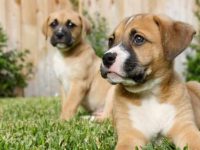 拳师犬养公的还是母的适合家庭,各有什么优点?