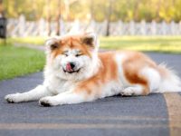 什么是长毛秋田犬?(长毛秋田犬的外观特点)