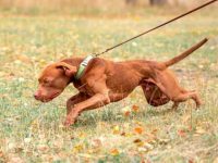 影响比特犬体重因素有哪些?(导致比特犬肥胖的5大原因)