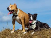 边境牧羊犬斗牛犬混血要多少钱?(边境牧羊犬斗牛犬杂交的优缺点)